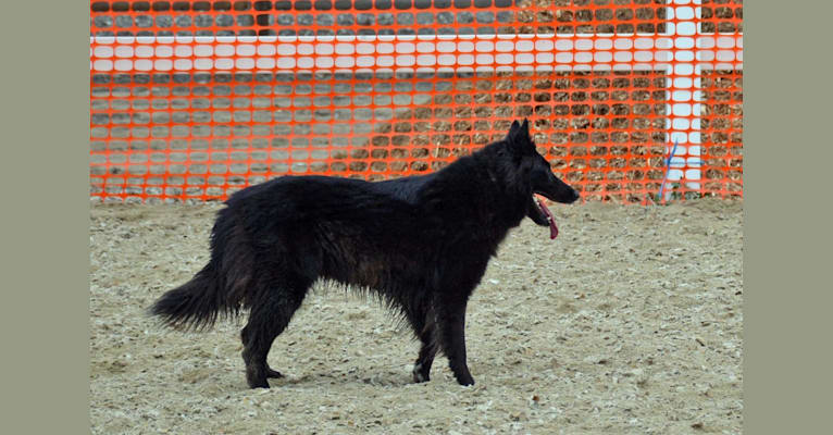 Lady, a Belgian Shepherd tested with EmbarkVet.com