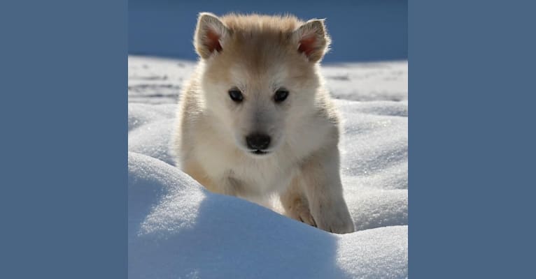 Odin, a Siberian Husky and German Shepherd Dog mix tested with EmbarkVet.com