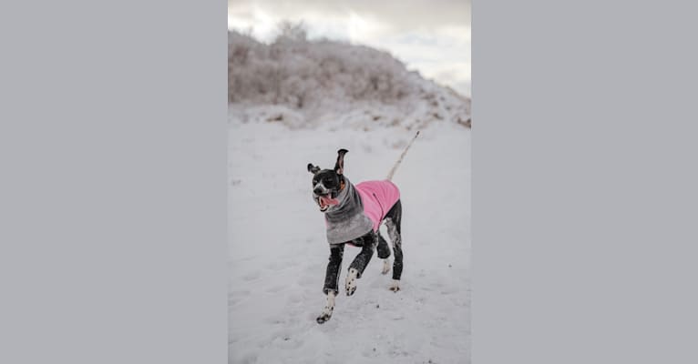 Remi, a Pointer tested with EmbarkVet.com