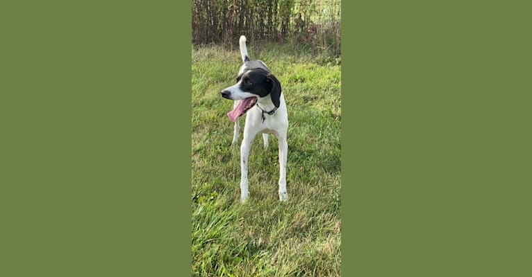 Treeing walker coonhound discount pointer mix