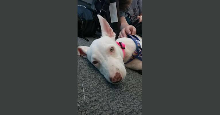 Shakira, an American Village Dog tested with EmbarkVet.com