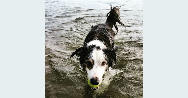 Darby, a Border Collie and Australian Shepherd mix tested with EmbarkVet.com