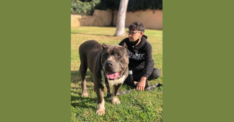 Neapolitan bull terrier shop
