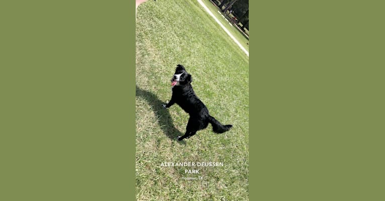 Photo of Juliet, an Australian Cattle Dog, Poodle (Small), American Pit Bull Terrier, and Mixed mix in Spring, Texas, USA