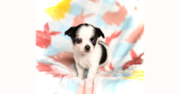 Photo of Pepper, a Chihuahua  in Vandalia, Michigan, USA