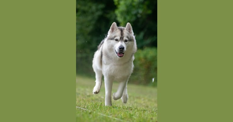 Noxus, a Siberian Husky tested with EmbarkVet.com