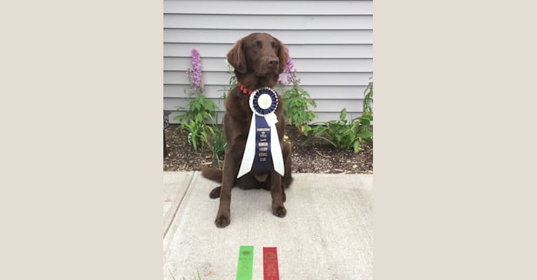 Mocha, a Flat-Coated Retriever tested with EmbarkVet.com