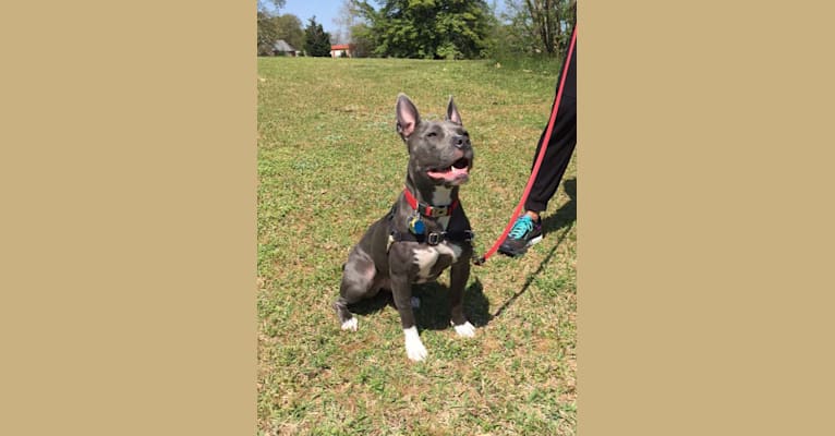 Luna, an American Pit Bull Terrier and American Staffordshire Terrier mix tested with EmbarkVet.com