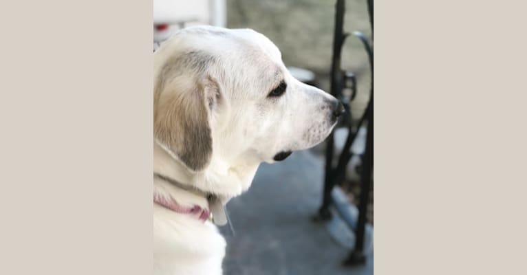 Neva, a Great Pyrenees tested with EmbarkVet.com