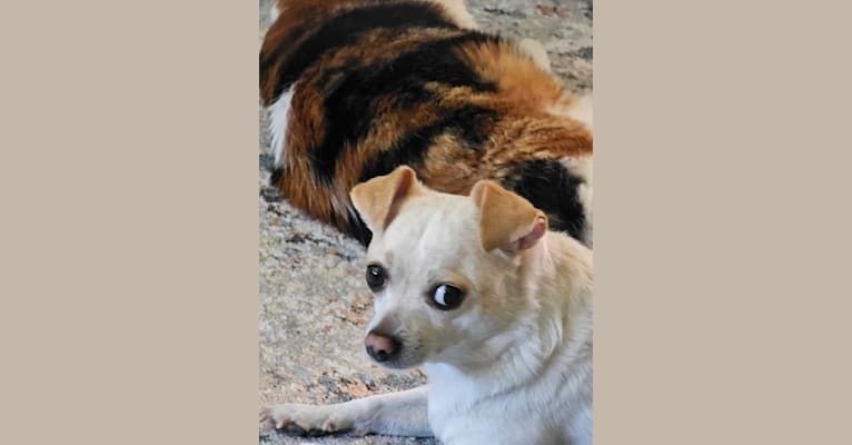 Hope, a Chihuahua tested with EmbarkVet.com
