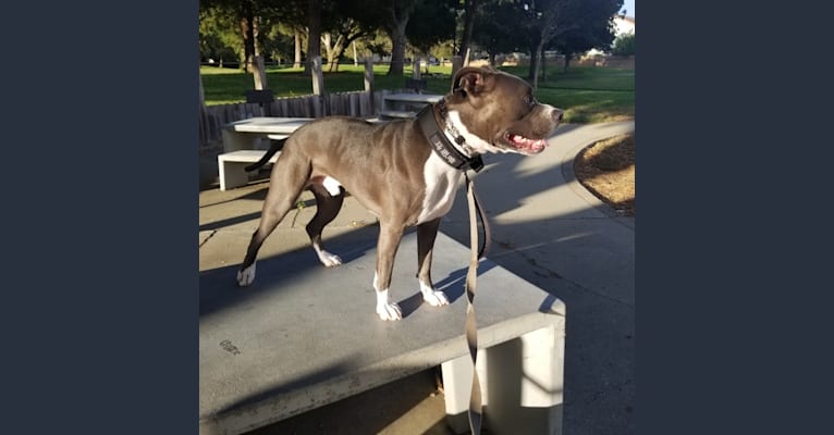 MaSiWei, an American Bully tested with EmbarkVet.com