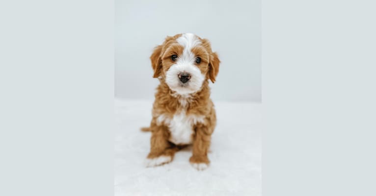 Knox, a Goldendoodle tested with EmbarkVet.com