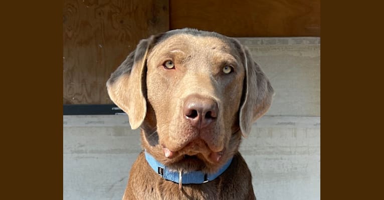 Brock, a Labrador Retriever tested with EmbarkVet.com