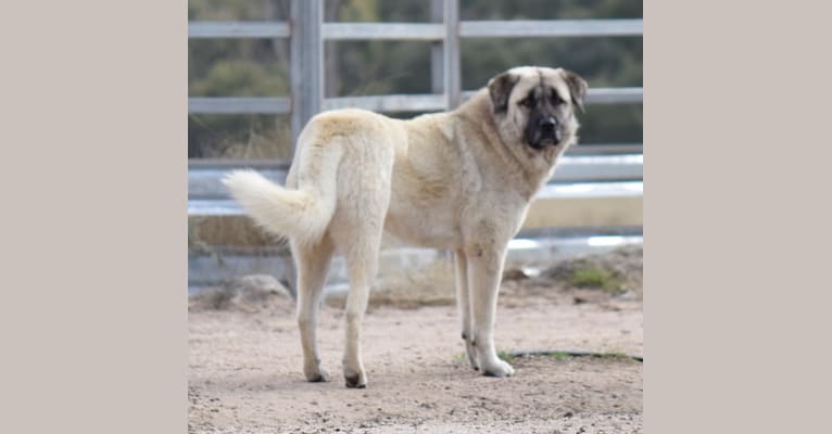 Katil, an Anatolian Shepherd Dog and Maremma Sheepdog mix tested with EmbarkVet.com