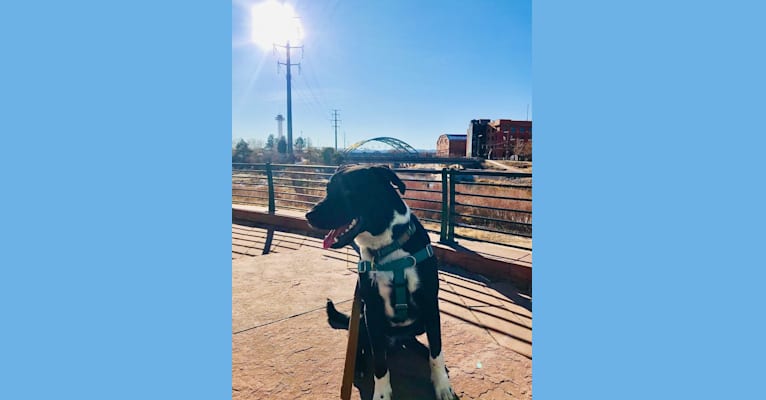Ralph, an Australian Cattle Dog and American Pit Bull Terrier mix tested with EmbarkVet.com