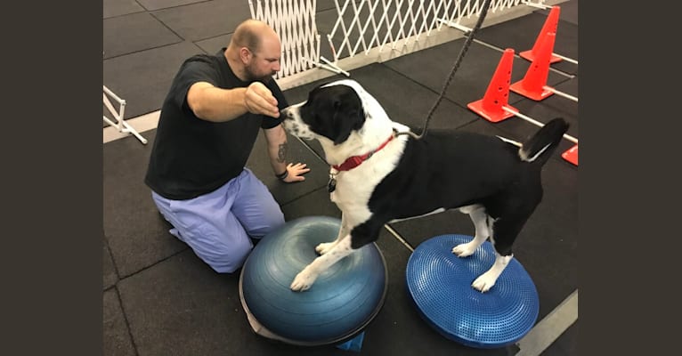 Theodore Ellington, an American Pit Bull Terrier and Siberian Husky mix tested with EmbarkVet.com