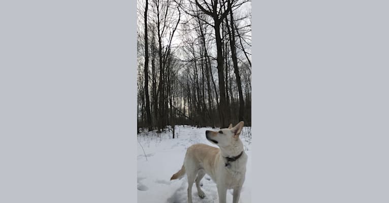 Photo of Molly, an American Pit Bull Terrier, German Shepherd Dog, Alaskan Malamute, Labrador Retriever, Chow Chow, and Mixed mix in Garden City, Michigan, USA