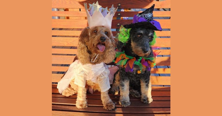 MERRY, a Cockapoo tested with EmbarkVet.com