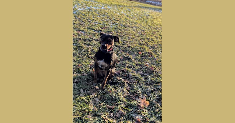 Josie, a Rat Terrier and American Staffordshire Terrier mix tested with EmbarkVet.com