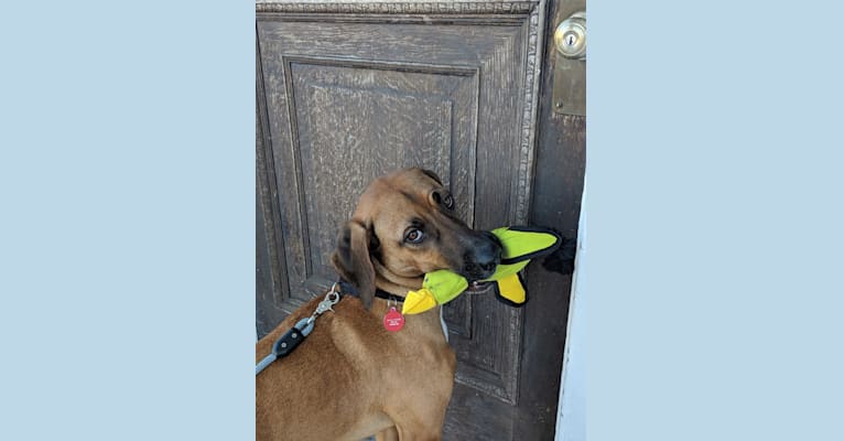 Sunny, a Redbone Coonhound and American Pit Bull Terrier mix tested with EmbarkVet.com