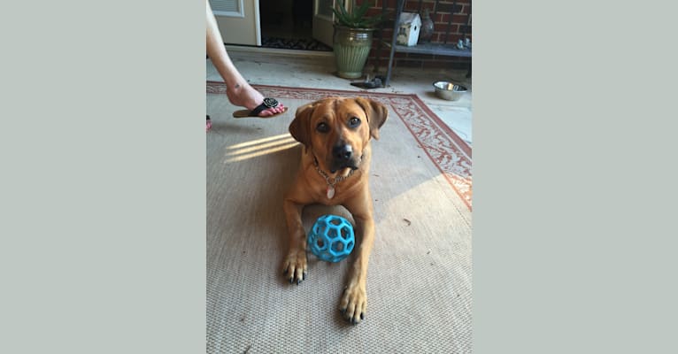 Herman, a Staffordshire Terrier and Labrador Retriever mix tested with EmbarkVet.com