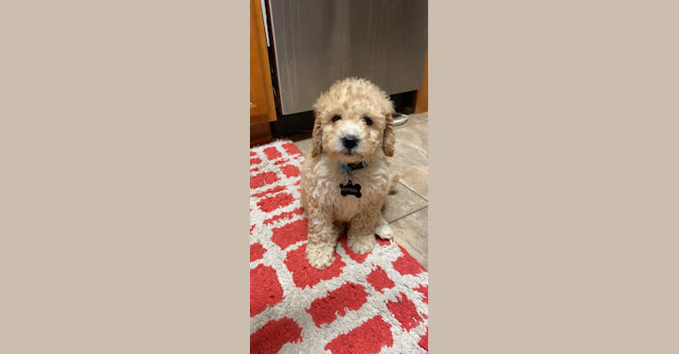 Butters, a St. Berdoodle tested with EmbarkVet.com