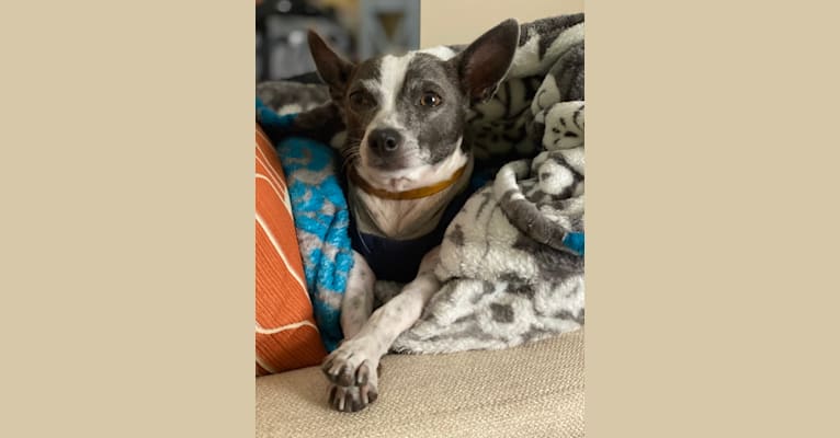 Gator Fitzgerald, a Chihuahua and Rat Terrier mix tested with EmbarkVet.com