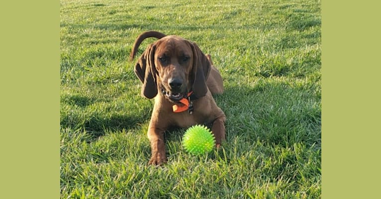 Boone, a Redbone Coonhound tested with EmbarkVet.com