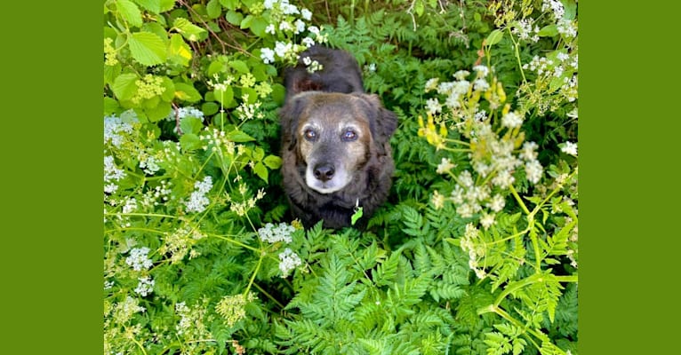 Remmy, a Beagle and Poodle (Small) mix tested with EmbarkVet.com