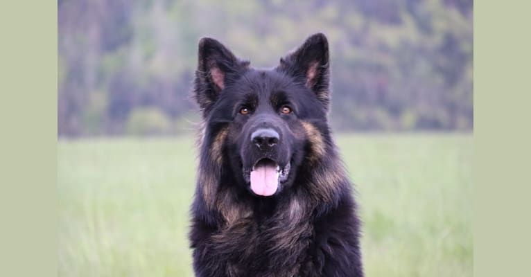Wolkän, a German Shepherd Dog tested with EmbarkVet.com