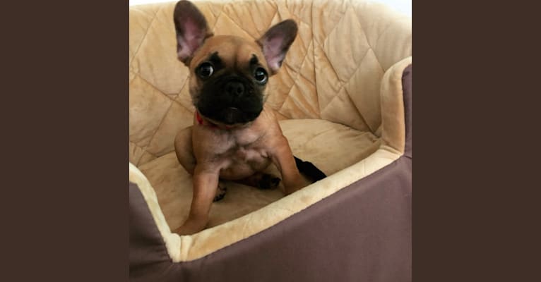 Bella, a French Bulldog tested with EmbarkVet.com