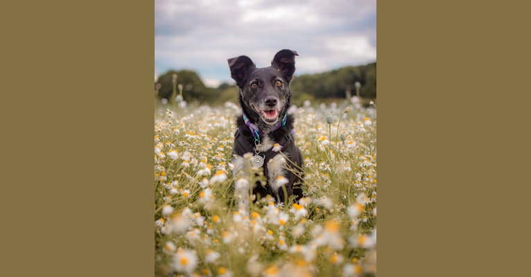 Molly, a Border Collie and Russell-type Terrier mix tested with EmbarkVet.com