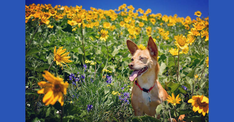 Photo of Dobby, a Chihuahua, Poodle (Small), Pomeranian, and Mixed mix in Sacramento, California, USA