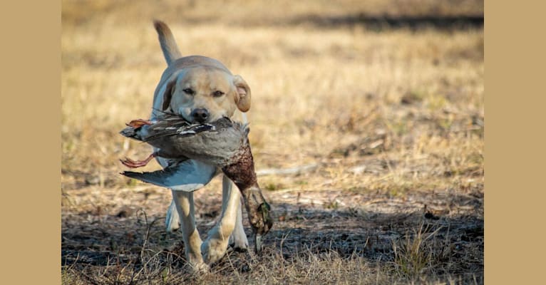 Apache, a Labrador Retriever tested with EmbarkVet.com