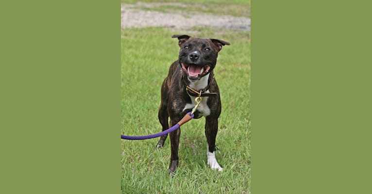 Ren, a Staffordshire Bull Terrier tested with EmbarkVet.com