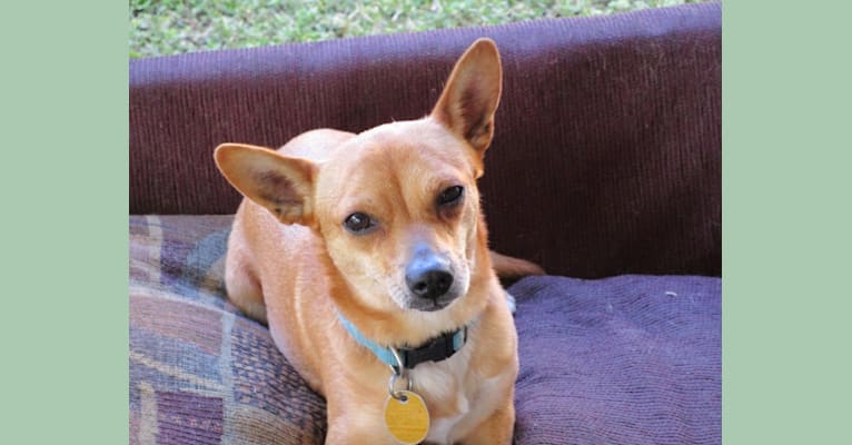 Esme, a Chihuahua and Dachshund mix tested with EmbarkVet.com
