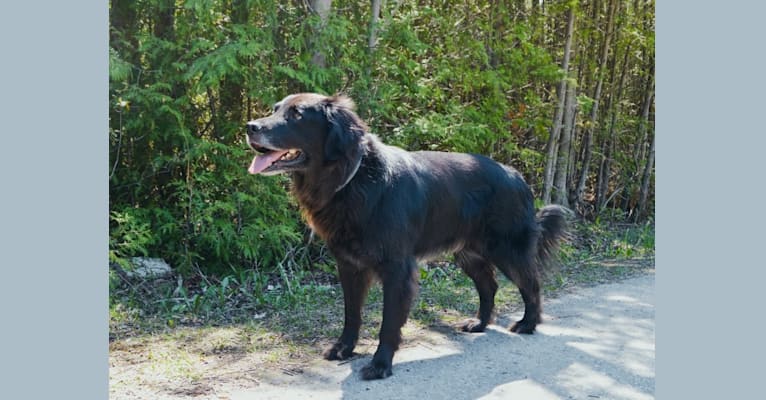 Dug, a Golden Retriever and Border Collie mix tested with EmbarkVet.com
