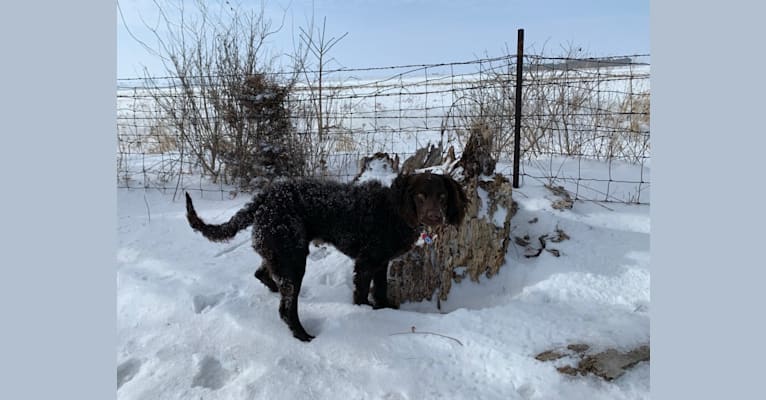 Pippit, an American Water Spaniel tested with EmbarkVet.com