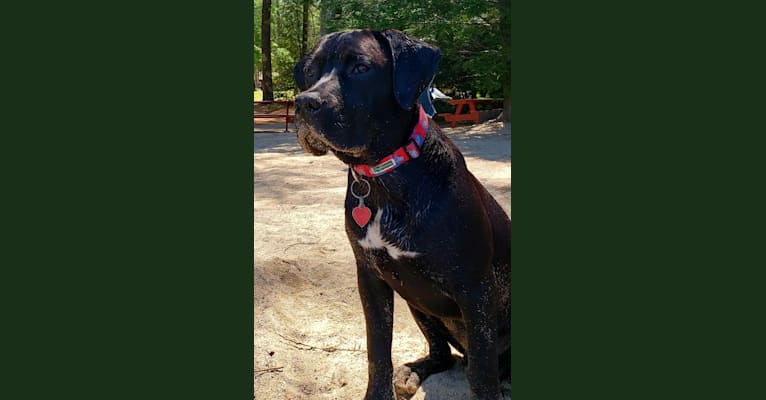 Photo of Ruger Bear Tarryk, an American Bully, Pointer, and Mixed mix in Griswold, Connecticut, USA