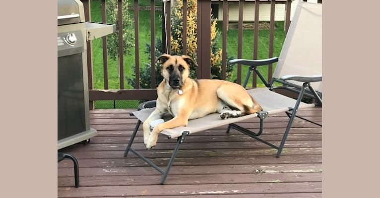 Aldo, a German Shepherd Dog and American Pit Bull Terrier mix tested with EmbarkVet.com