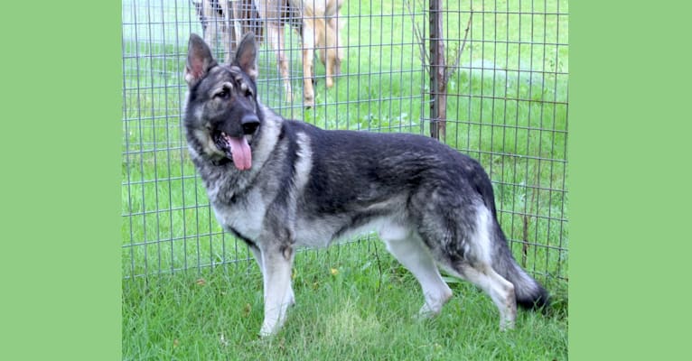 Royalair's Silver Struck, a German Shepherd Dog tested with EmbarkVet.com