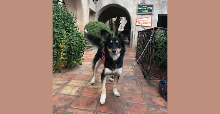 Luna, an Australian Cattle Dog and Chow Chow mix tested with EmbarkVet.com