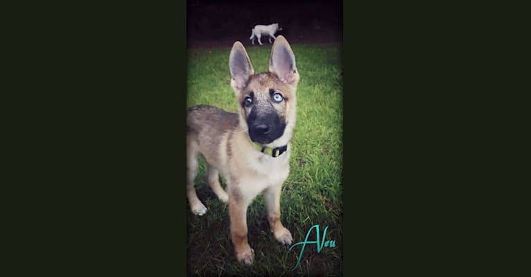 Aleu, a German Shepherd Dog and Siberian Husky mix tested with EmbarkVet.com
