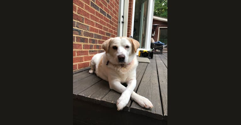 Embark Dog Dna Test Breed