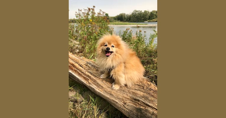 Grizzle, a Pomeranian tested with EmbarkVet.com