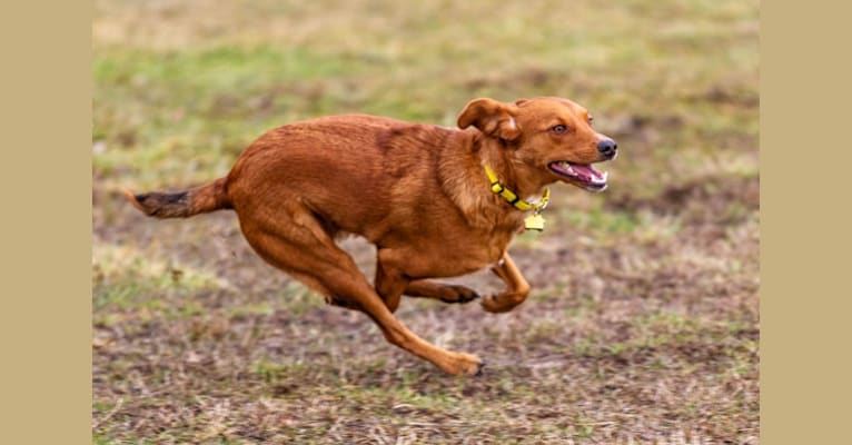 Rusty, an Eastern European Village Dog tested with EmbarkVet.com