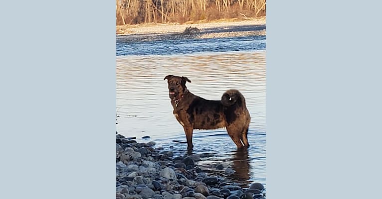 Pepper, an Akita and Rottweiler mix tested with EmbarkVet.com