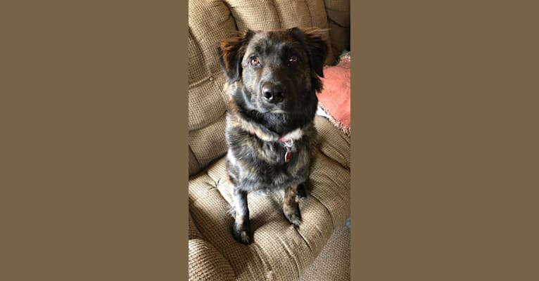 Jazper, a Boxer and Labrador Retriever mix tested with EmbarkVet.com