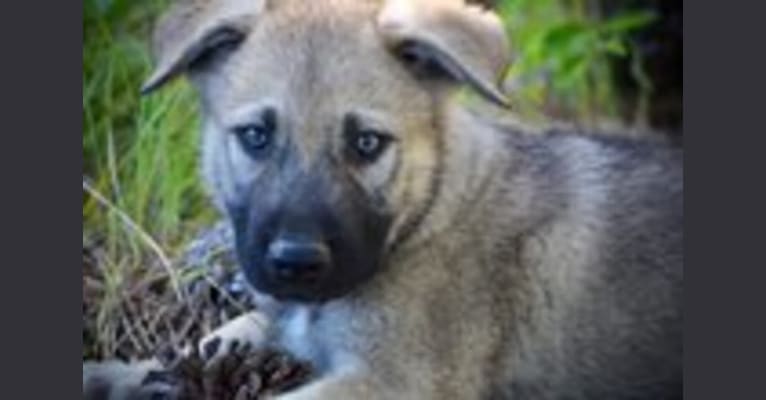 Monstro, an Alaskan Malamute and German Shepherd Dog mix tested with EmbarkVet.com