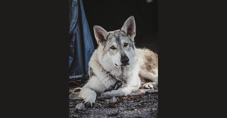 Aslan, a White Shepherd and Siberian Husky mix tested with EmbarkVet.com